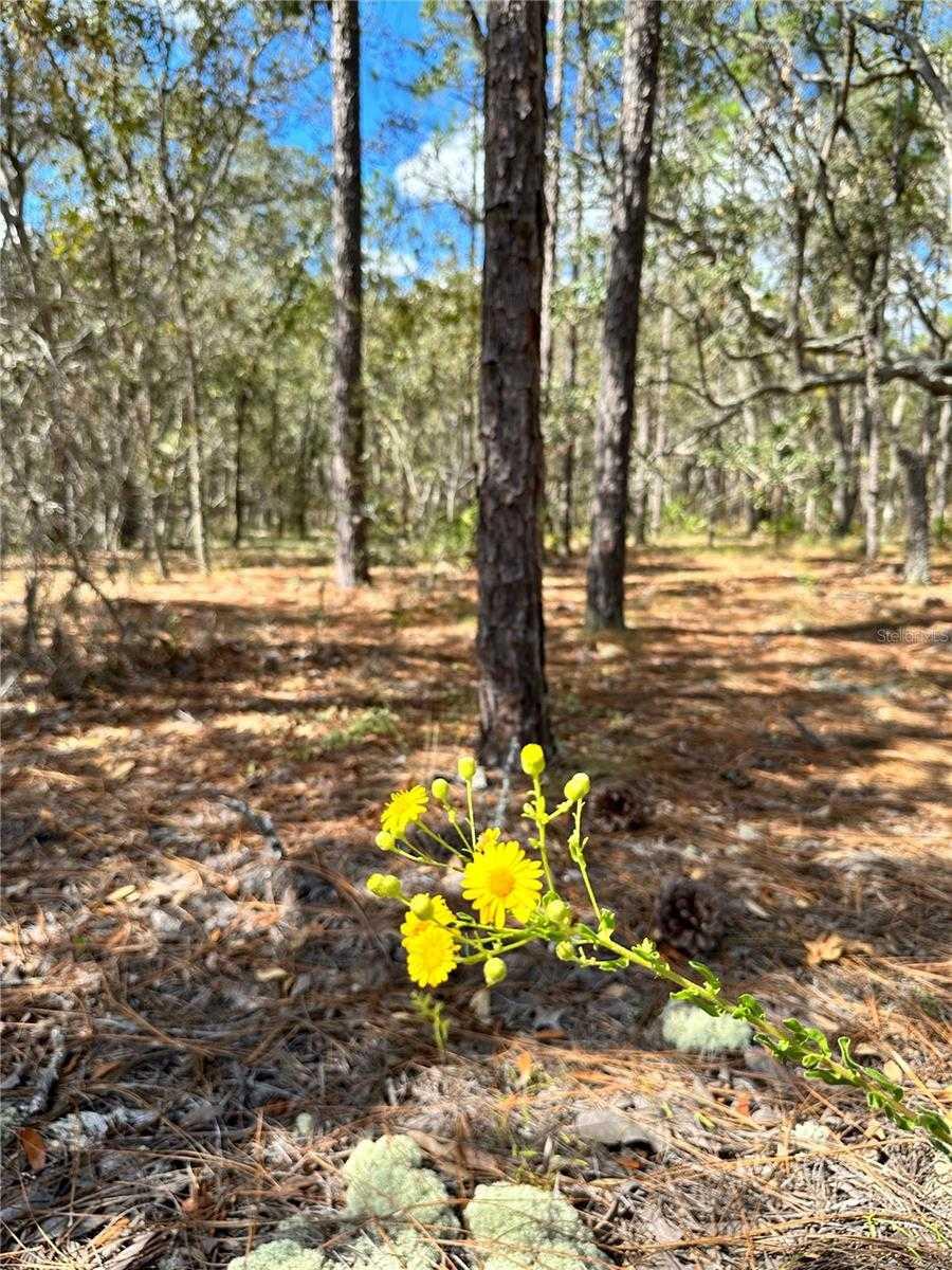 10 APPLE, HOMOSASSA, Land,  for sale, The Mount Dora Group 